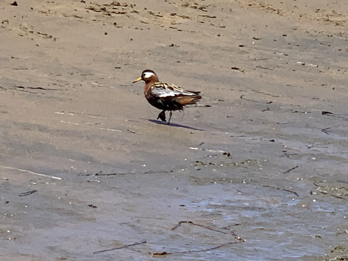 Red Phalarope - Allen Dailey