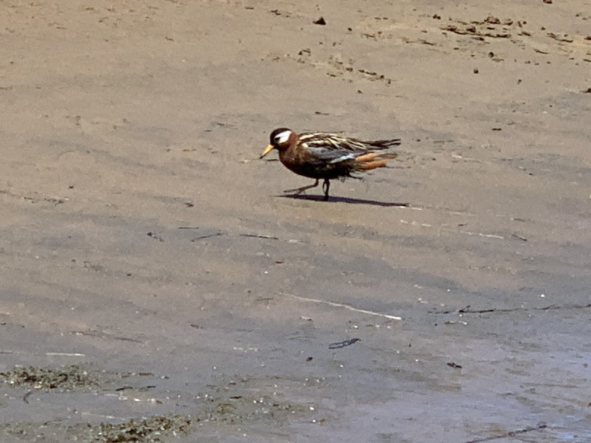 Red Phalarope - Allen Dailey