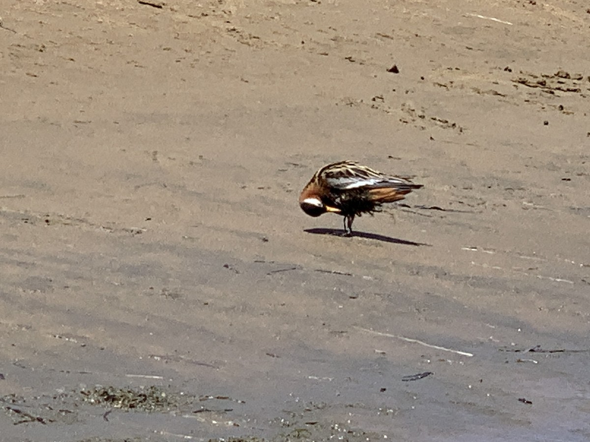 Red Phalarope - Allen Dailey