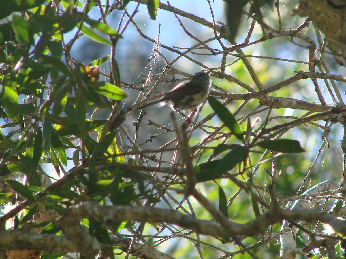 Brown Gerygone - Andrew Bishop