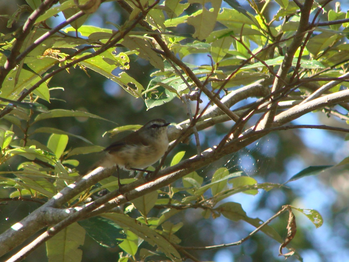 Brown Gerygone - Andrew Bishop