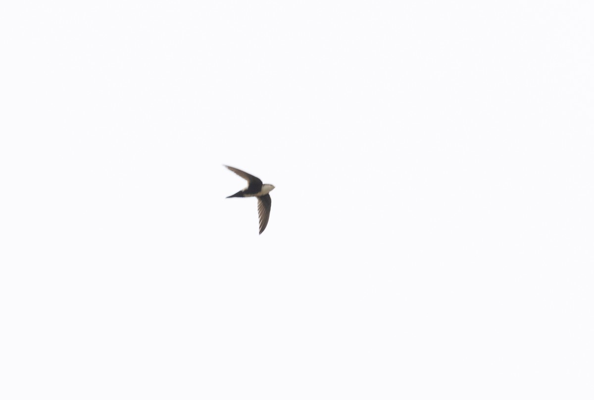 White-throated Swift - Robert McMorran