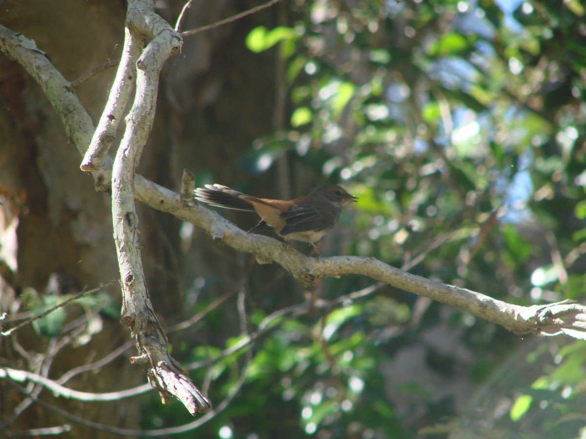 Australian Rufous Fantail - Andrew Bishop