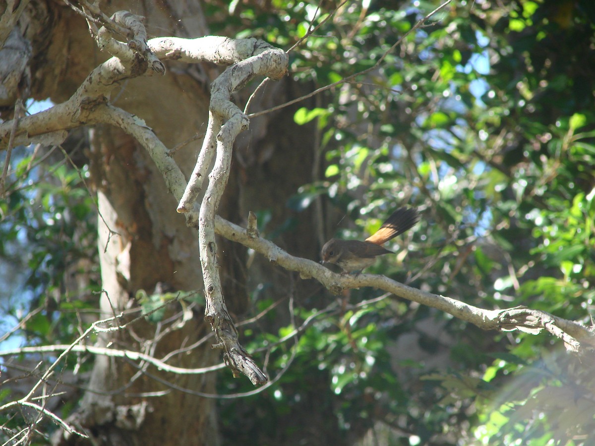 Australian Rufous Fantail - ML619605008