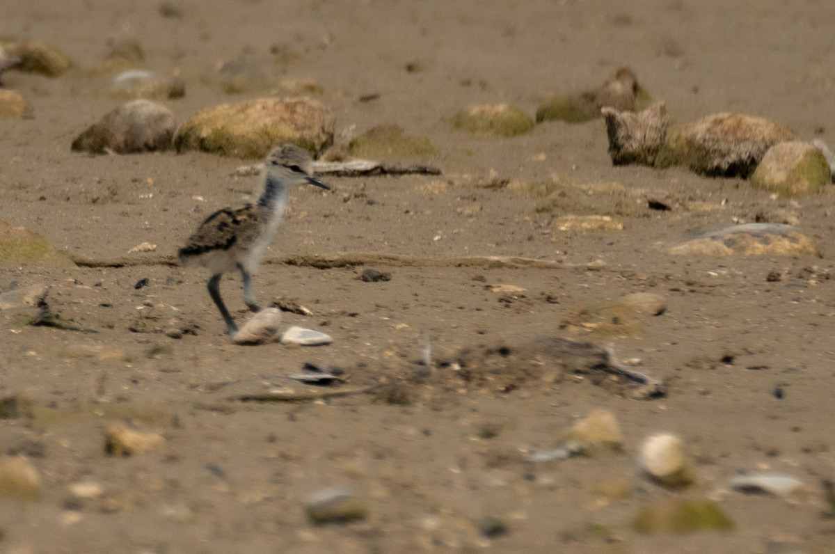 Black-necked Stilt - Leonardo Guzmán (Kingfisher Birdwatching Nuevo León)