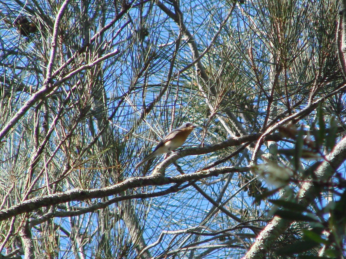 Leaden Flycatcher - ML619605014