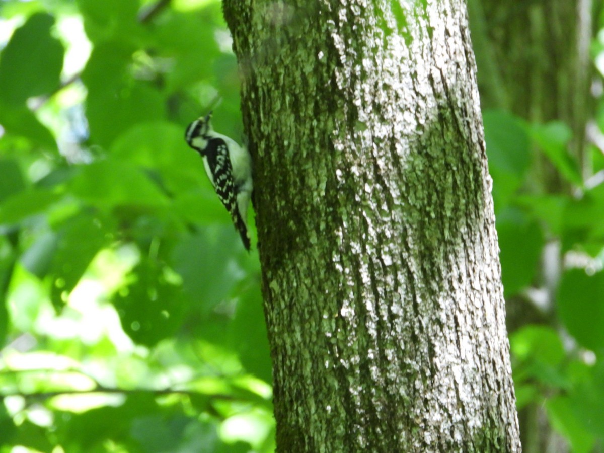 Downy Woodpecker - Andy Noyce