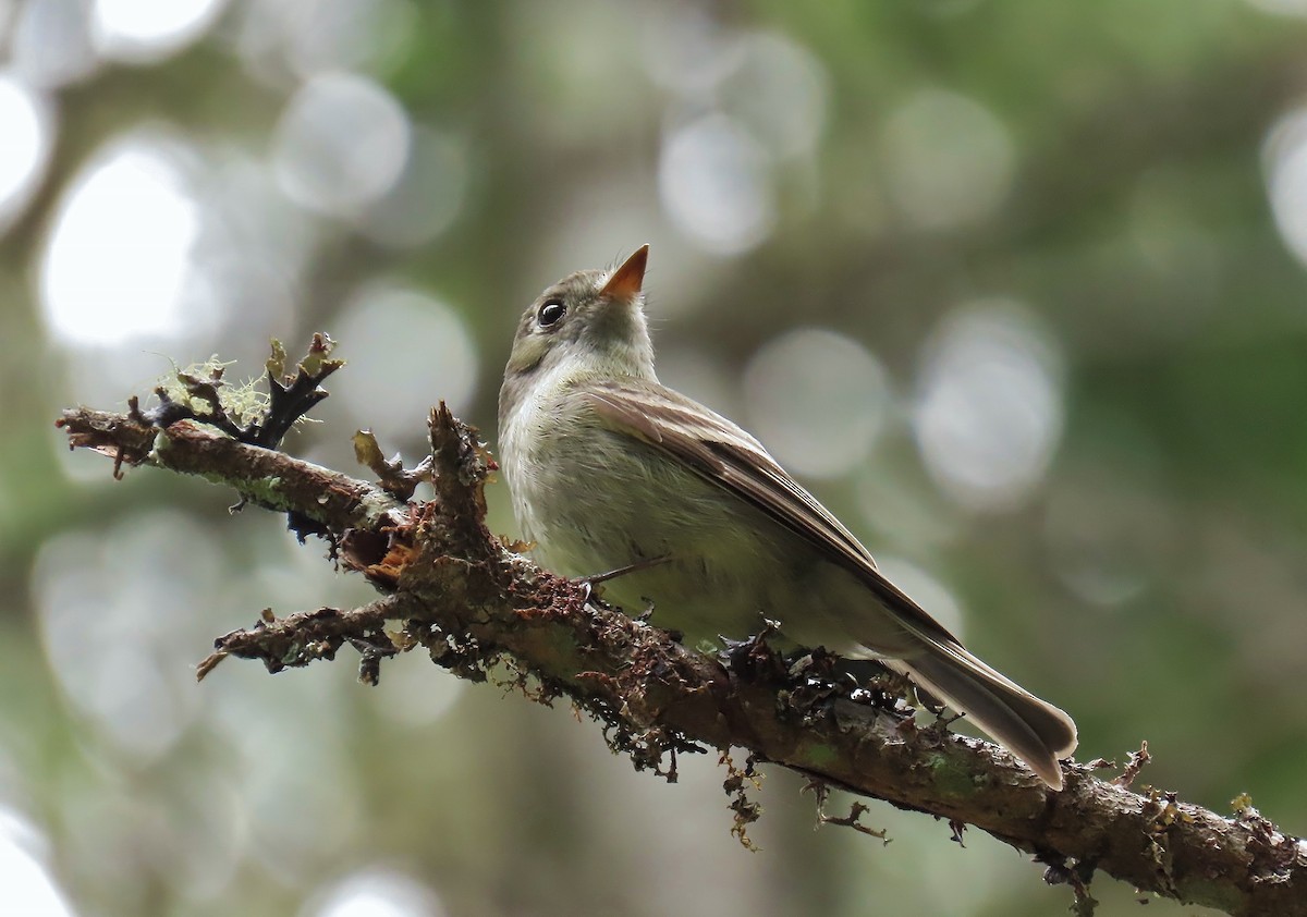 Hammond's Flycatcher - Guy L. Monty