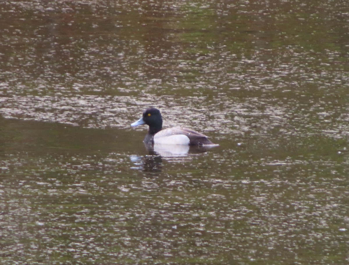 Lesser Scaup - Violet Kosack