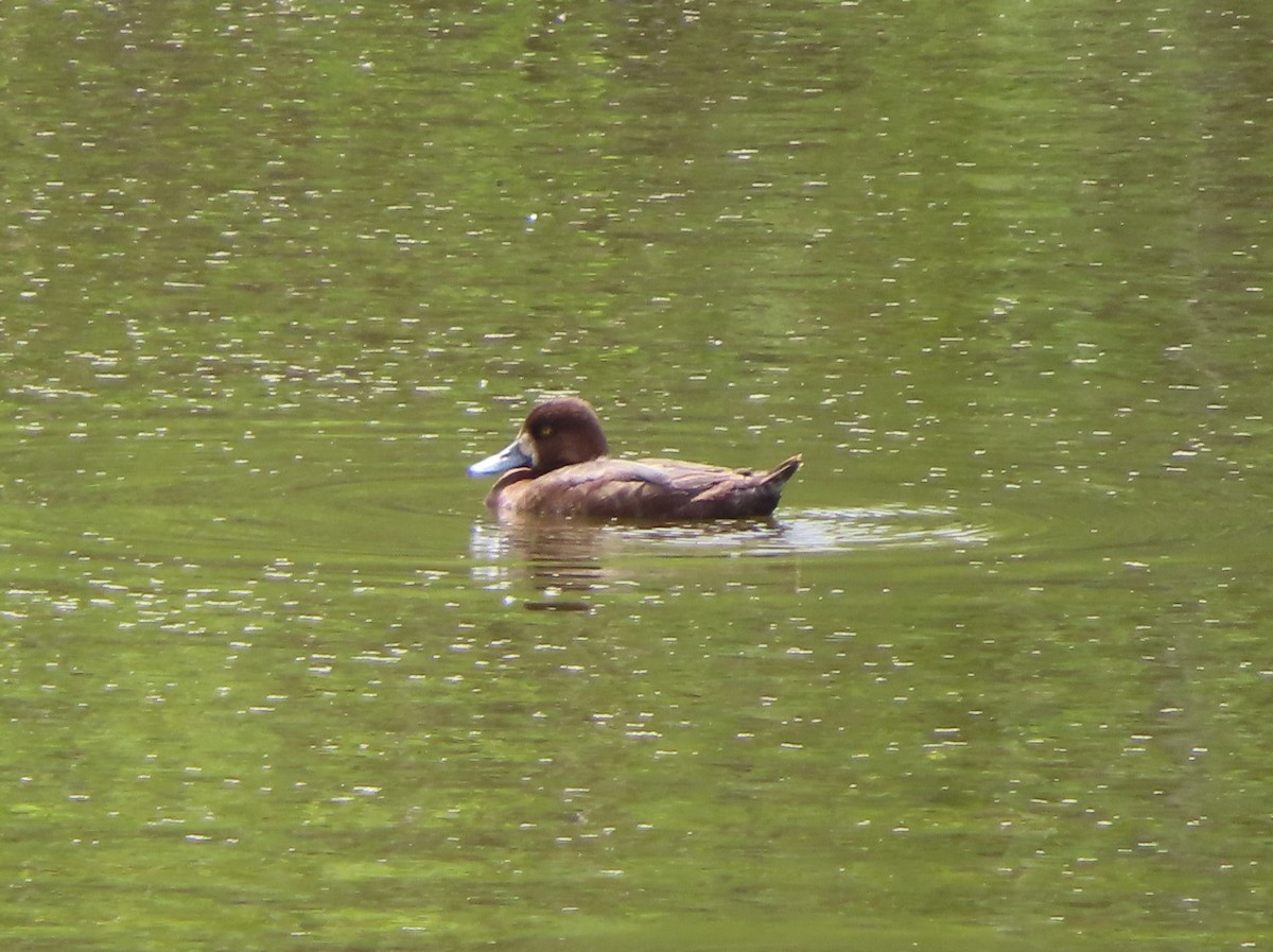 Lesser Scaup - Violet Kosack