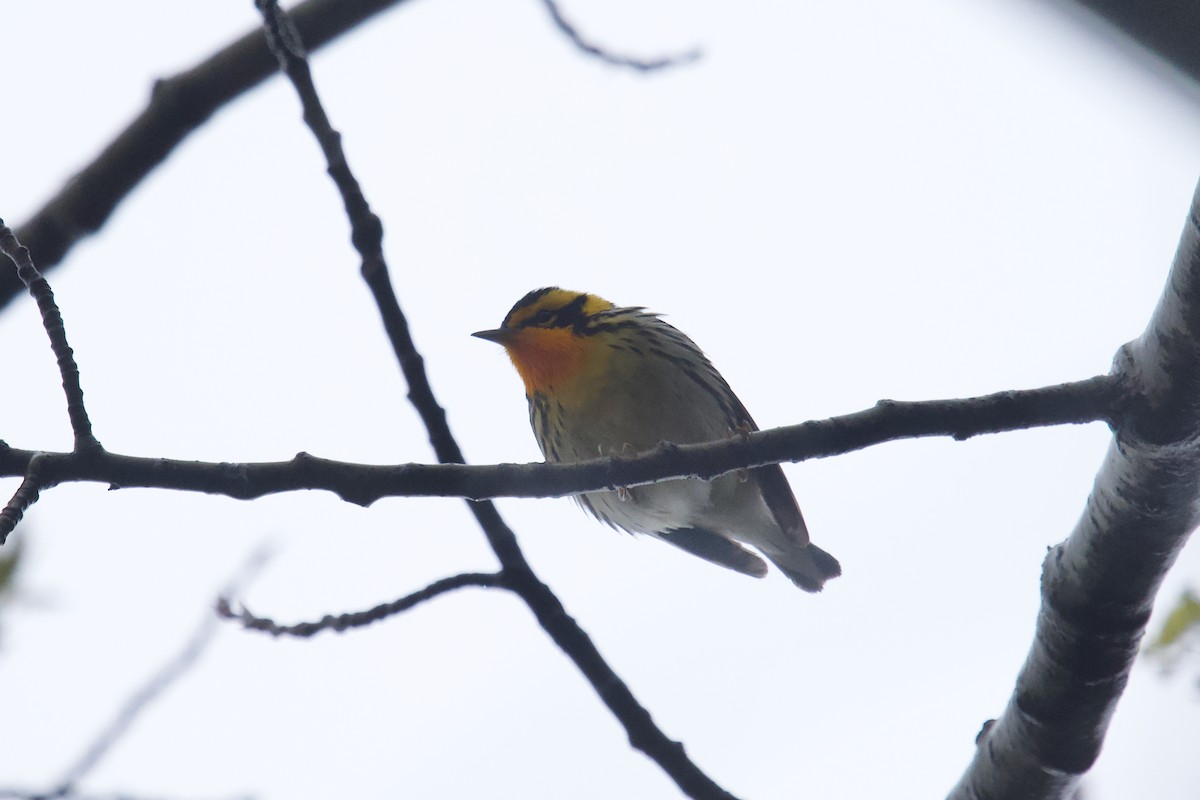 Blackburnian Warbler - Owen Strickland