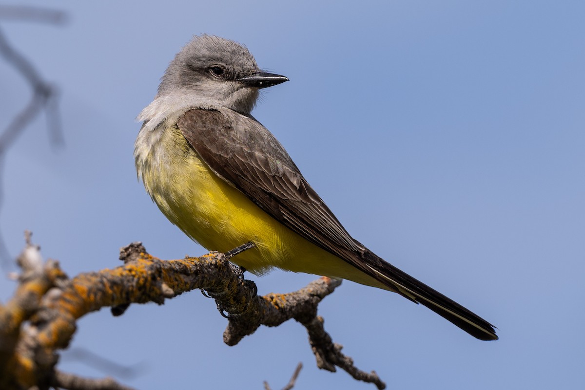 Western Kingbird - Tom Hambleton