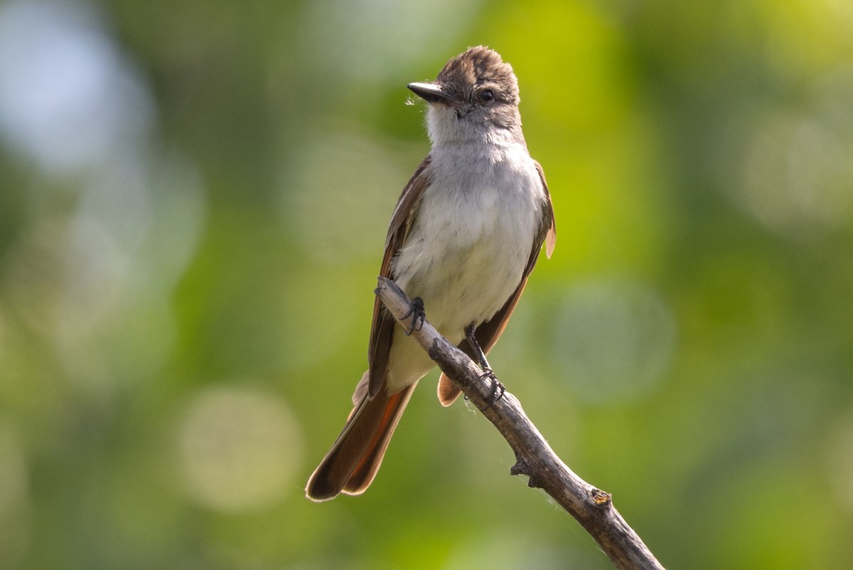 Ash-throated Flycatcher - Tom Hambleton