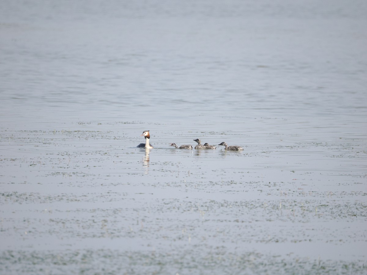 Great Crested Grebe - Yawei Zhang