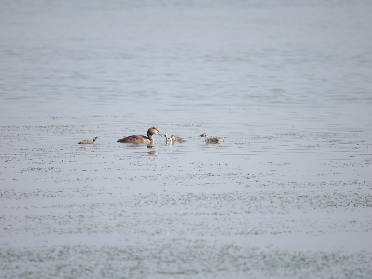 Great Crested Grebe - Yawei Zhang