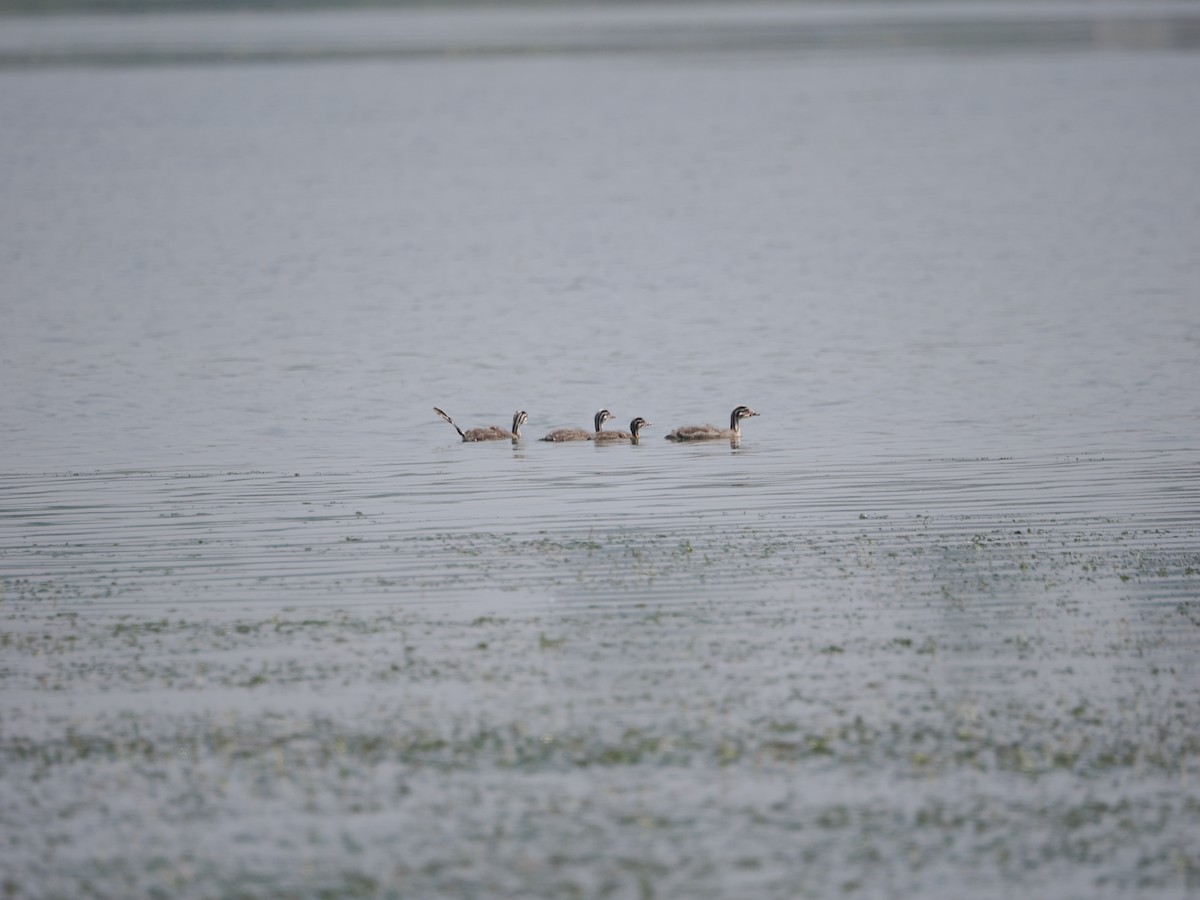 Great Crested Grebe - Yawei Zhang