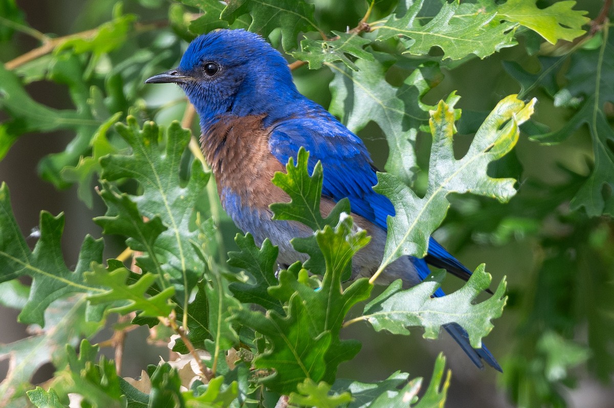 Western Bluebird - Tom Hambleton