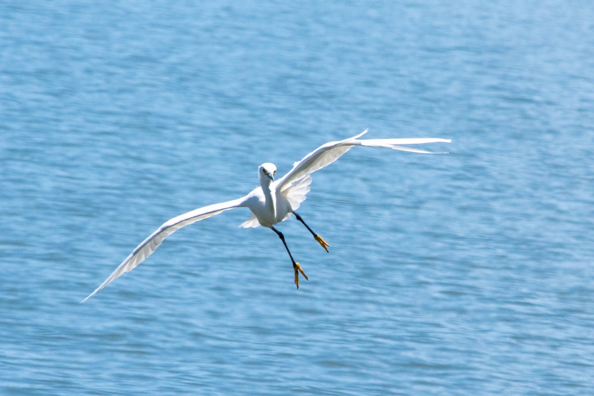 Snowy Egret - JM Fleischer