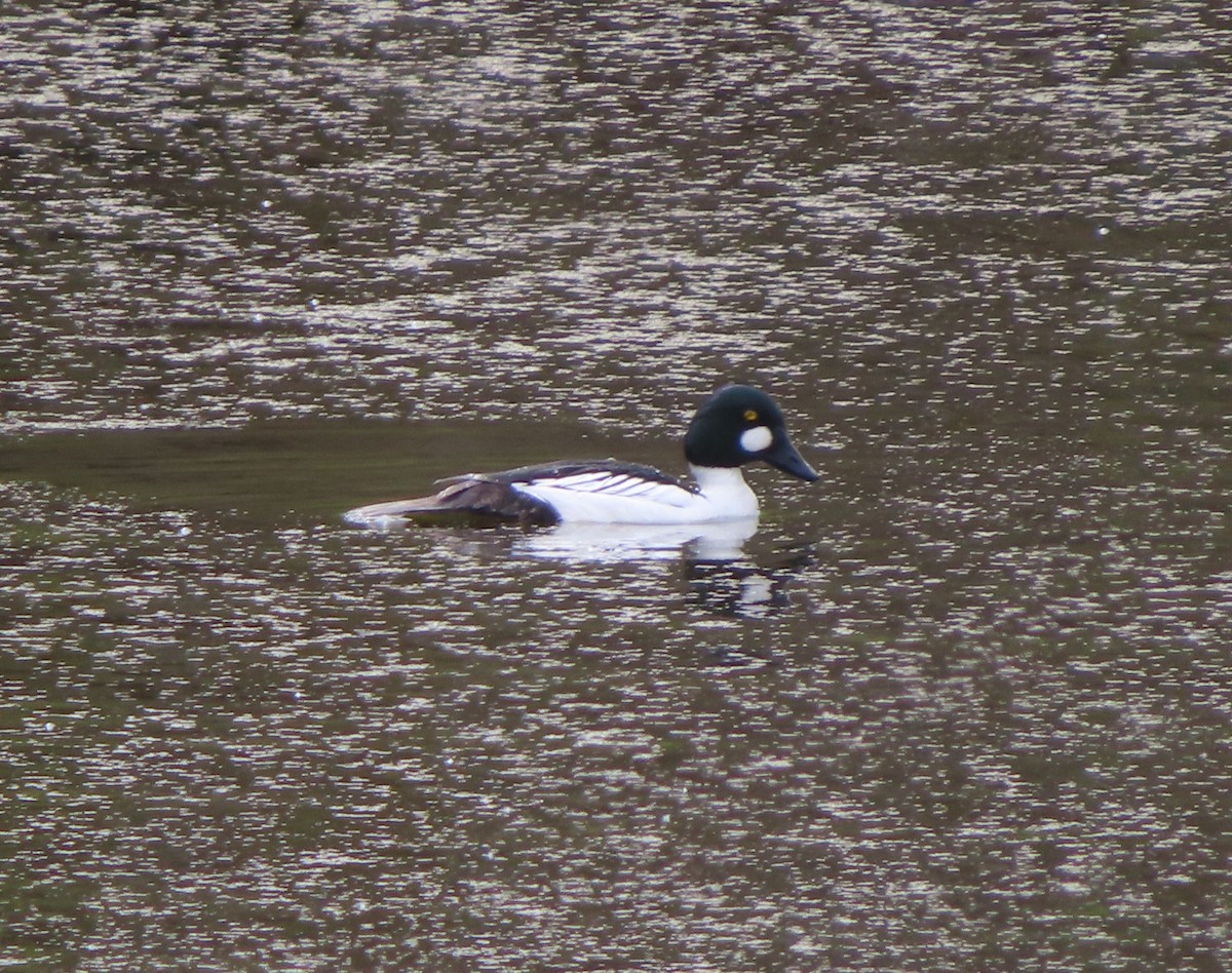 Common Goldeneye - Violet Kosack