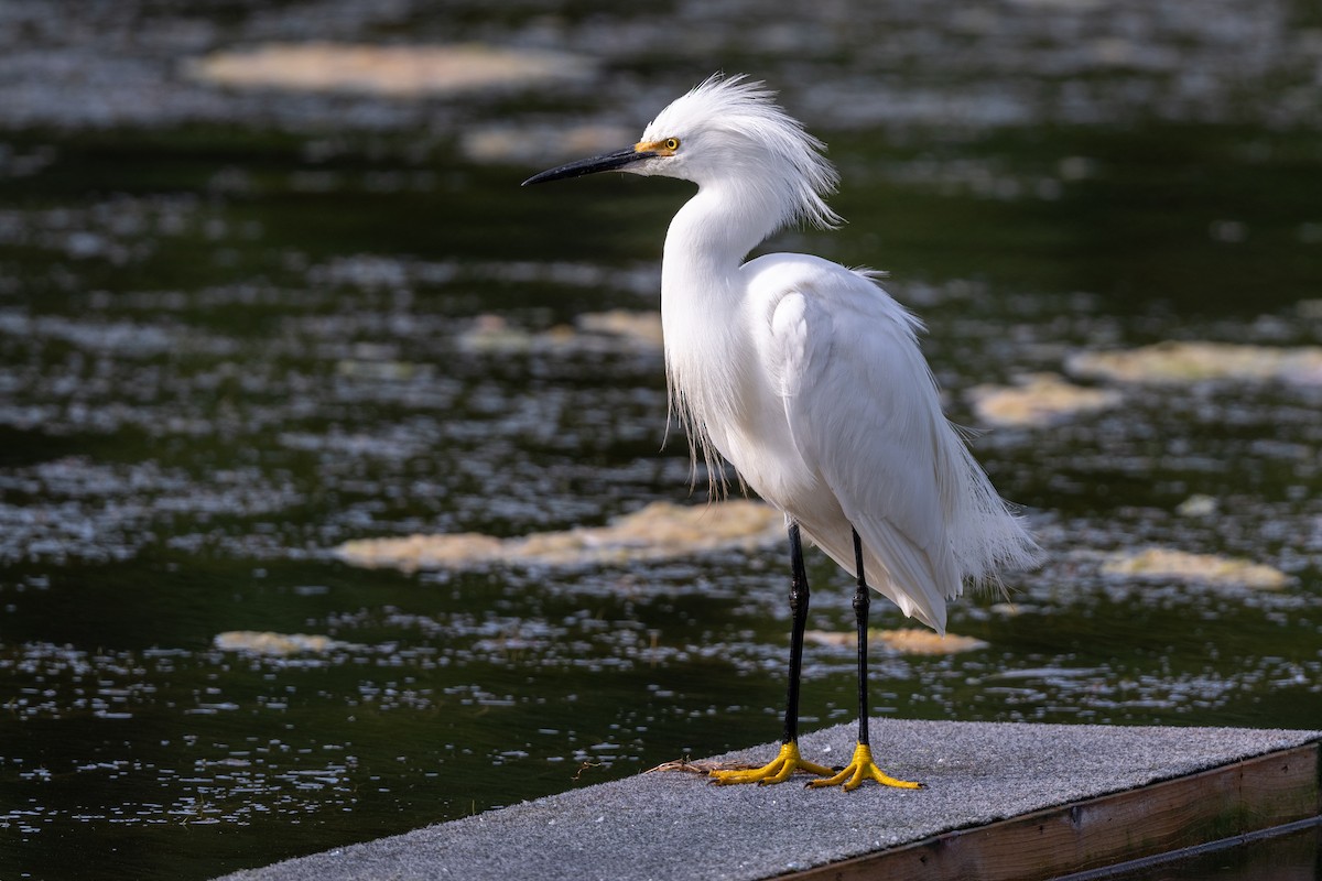 Snowy Egret - Tom Hambleton