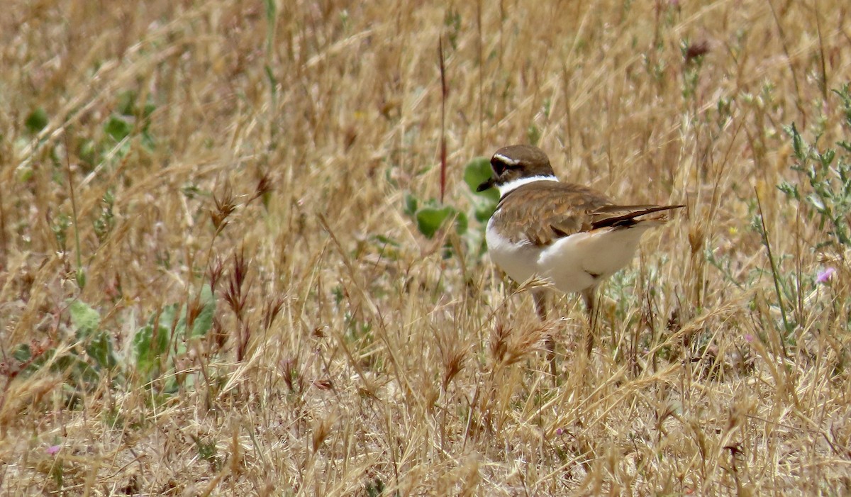 Killdeer - Petra Clayton