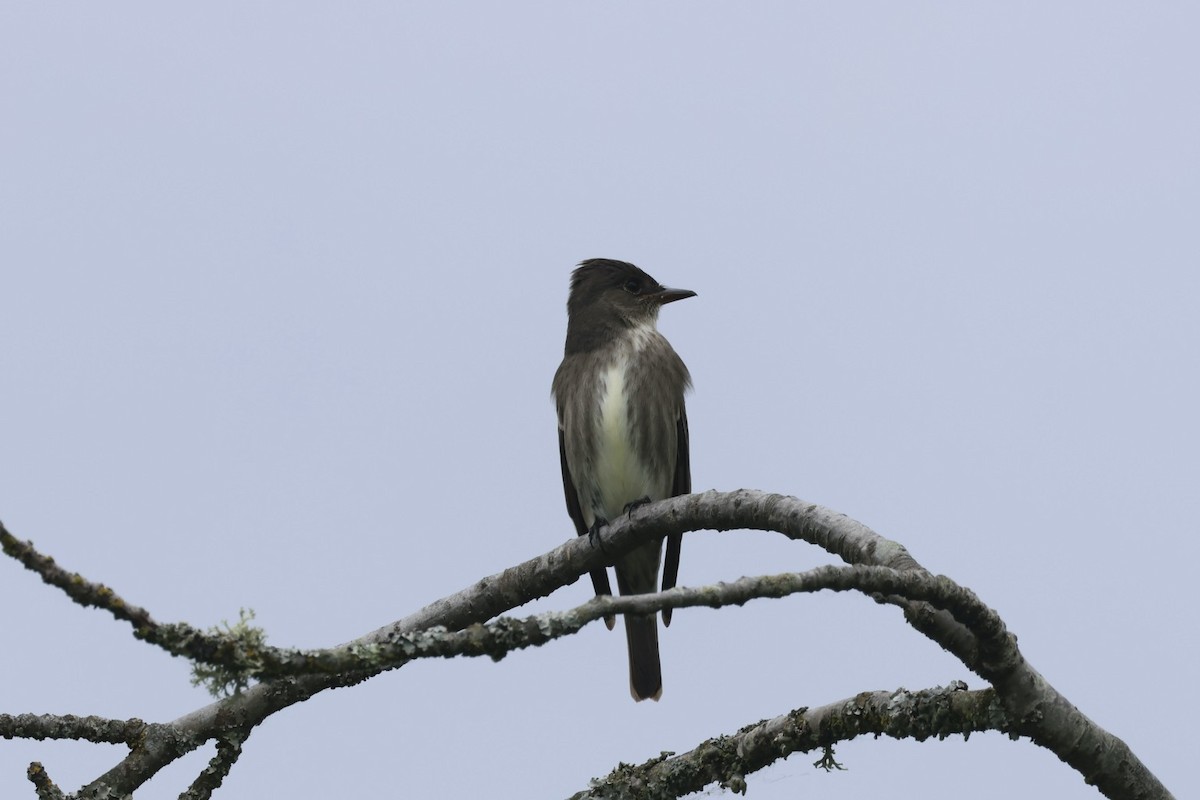 Olive-sided Flycatcher - Mari Petznek