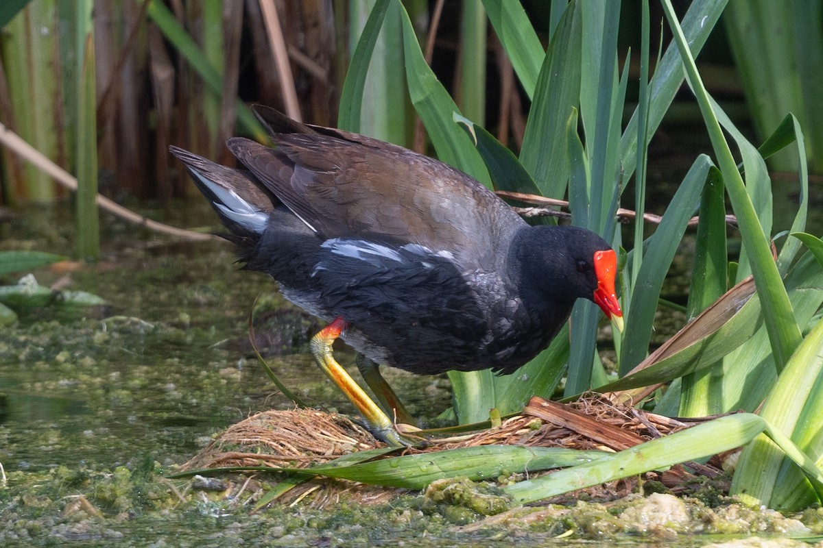 Common Gallinule - Tom Hambleton