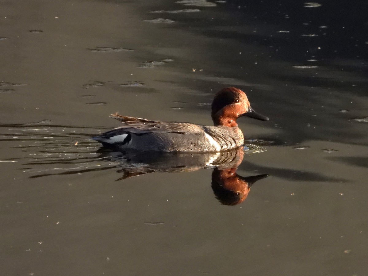 Green-winged Teal - Chipper Phillips