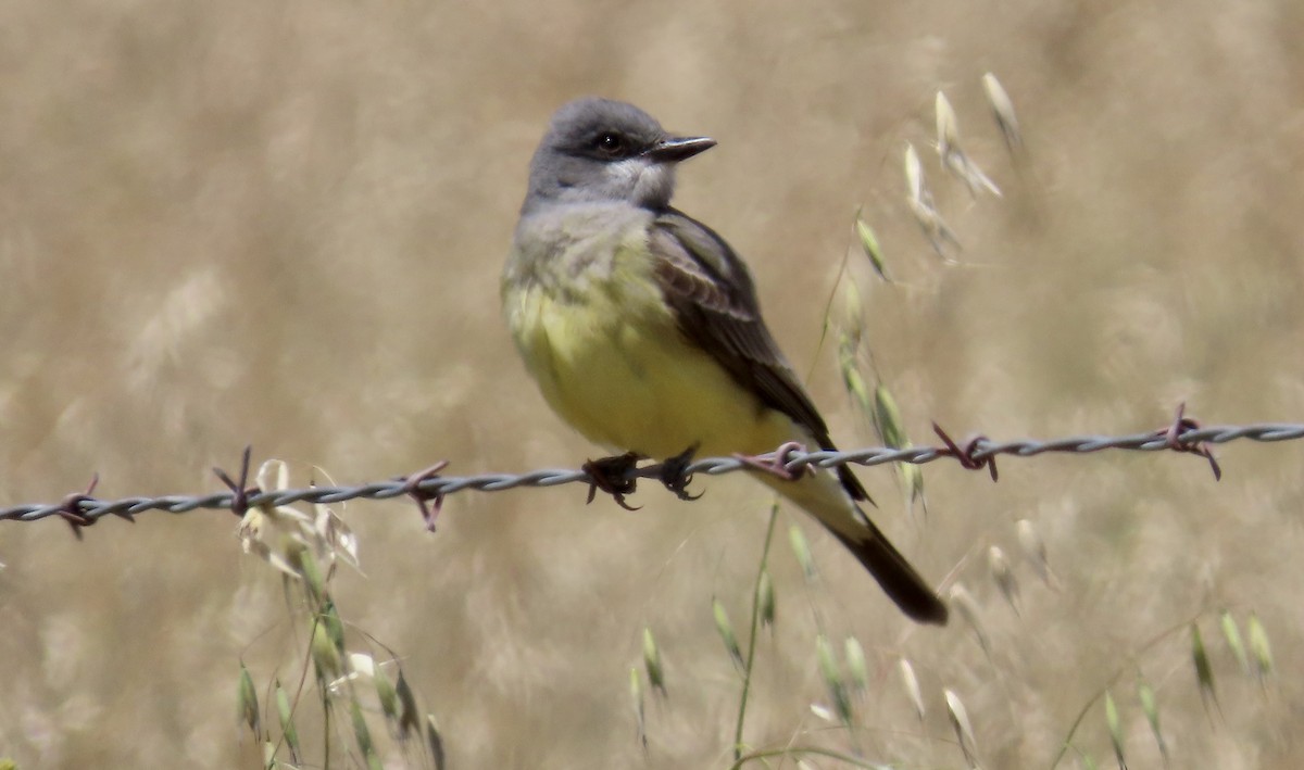 Cassin's Kingbird - Petra Clayton