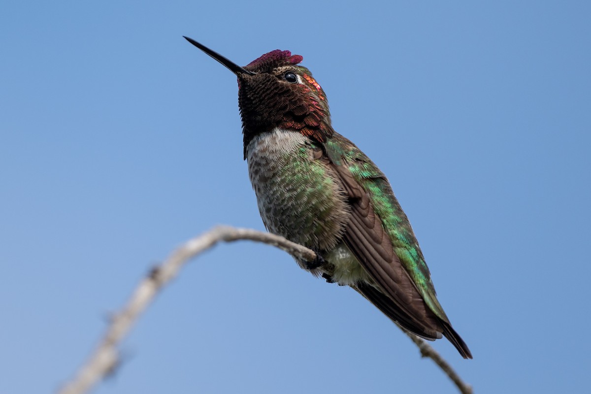 Anna's Hummingbird - Tom Hambleton