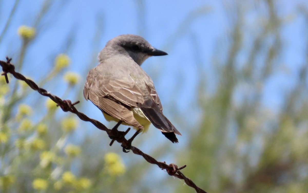 Cassin's Kingbird - Petra Clayton