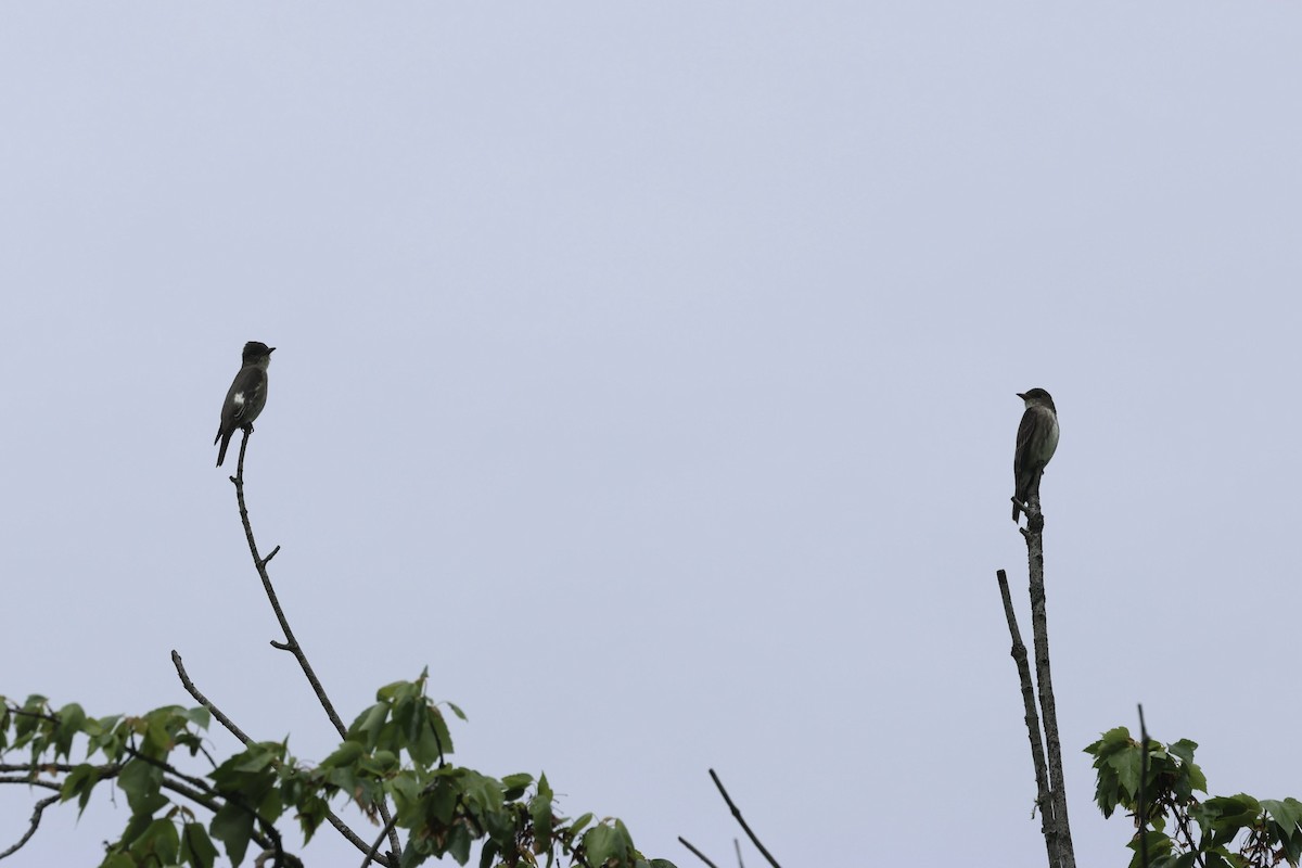 Olive-sided Flycatcher - Mari Petznek