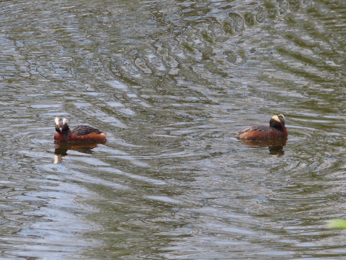 Horned Grebe - Violet Kosack