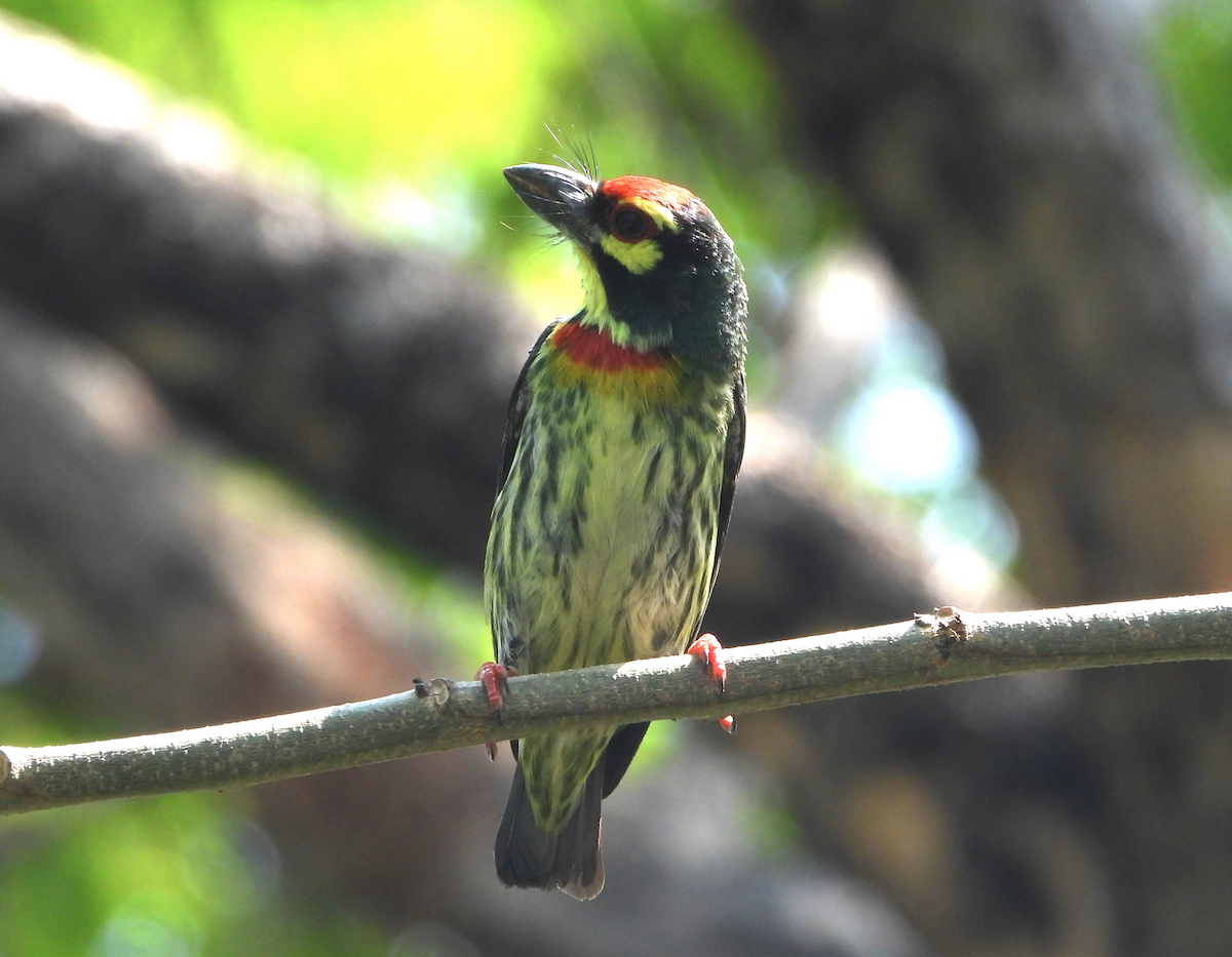 Coppersmith Barbet - Alfred McLachlan-Karr