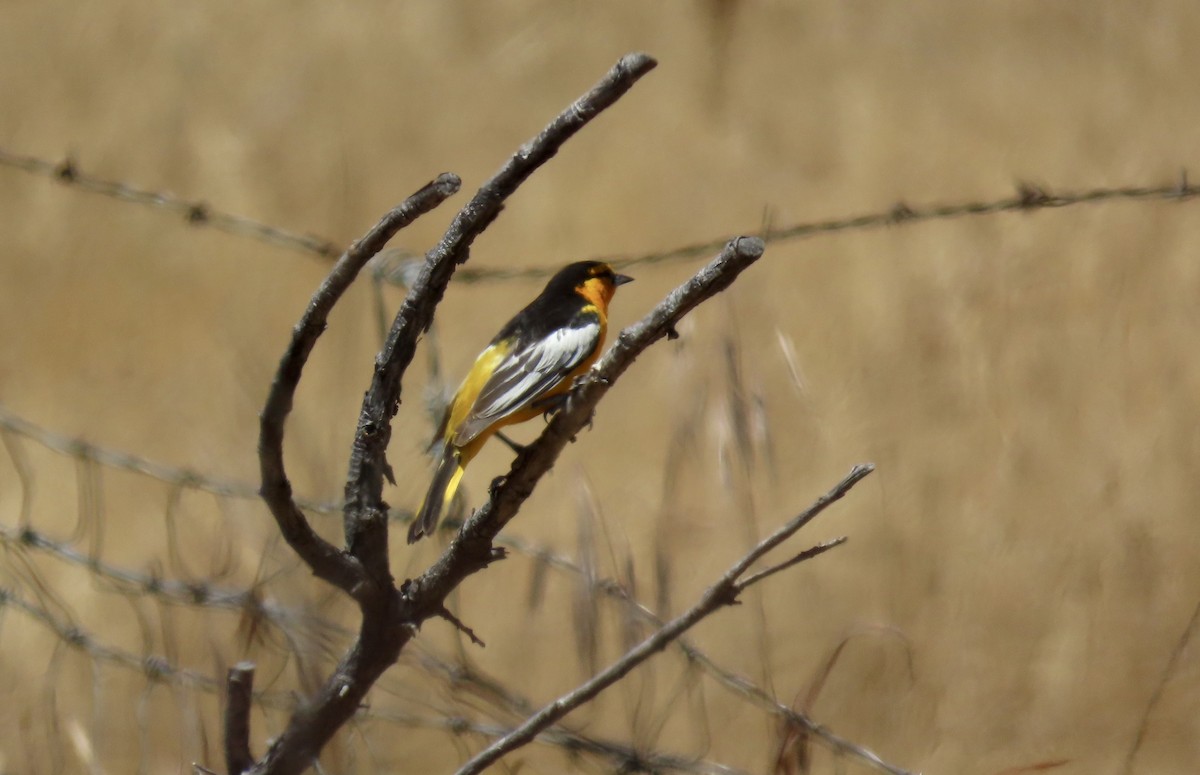 Bullock's Oriole - Petra Clayton