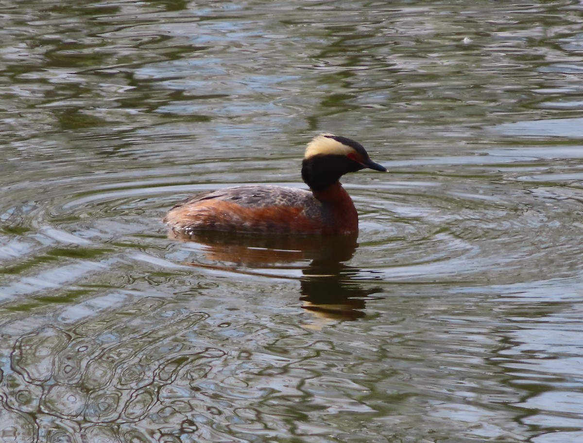 Horned Grebe - Violet Kosack