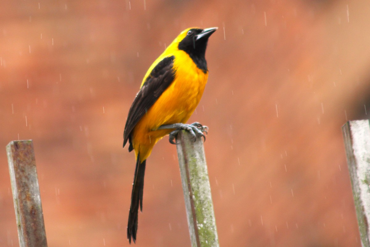 Yellow-backed Oriole - ML619605064