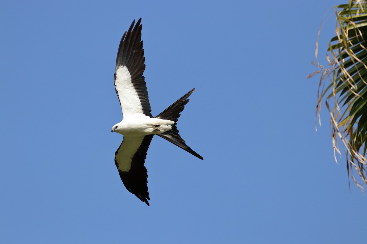 Swallow-tailed Kite - ML619605069