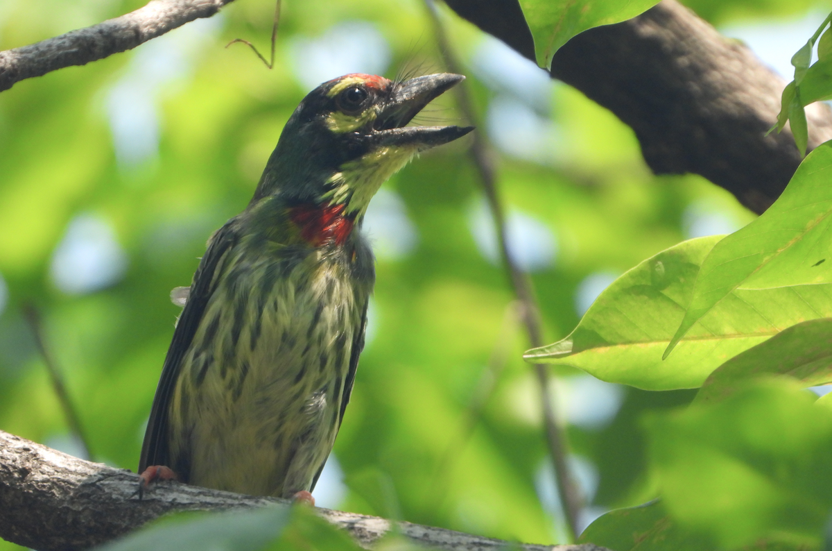 Coppersmith Barbet - Alfred McLachlan-Karr