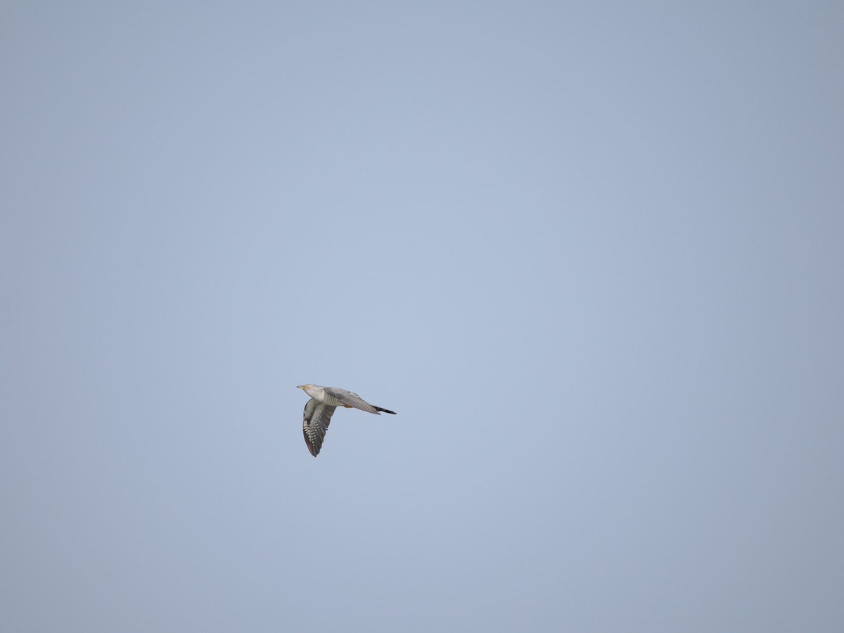Common Cuckoo - Yawei Zhang