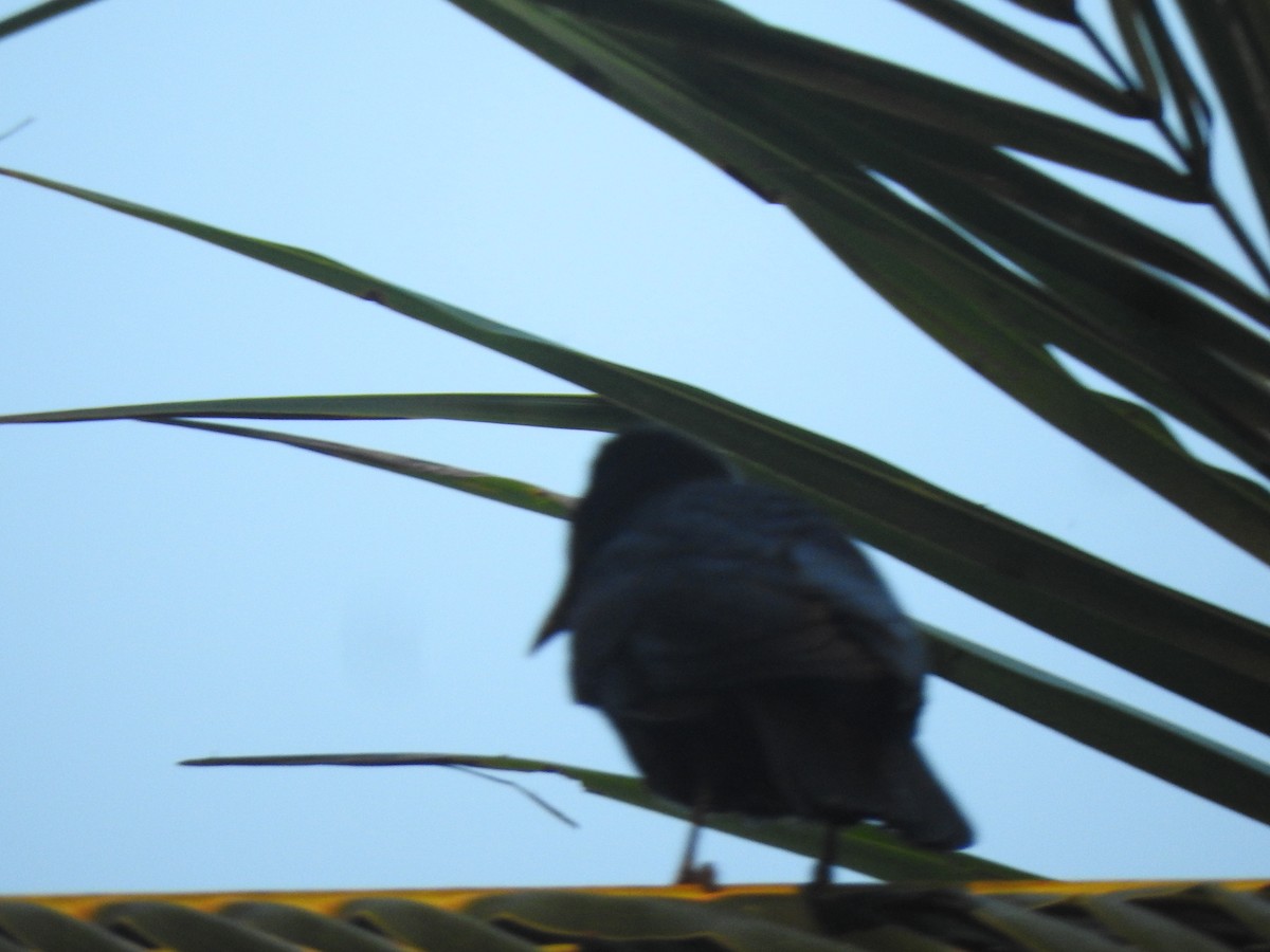 Sinaloa Crow - Luis  Morales