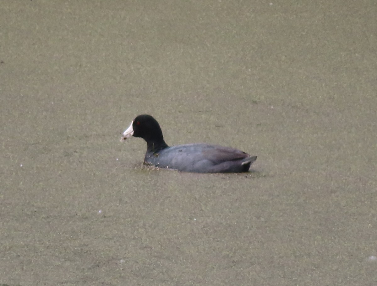 American Coot - Violet Kosack