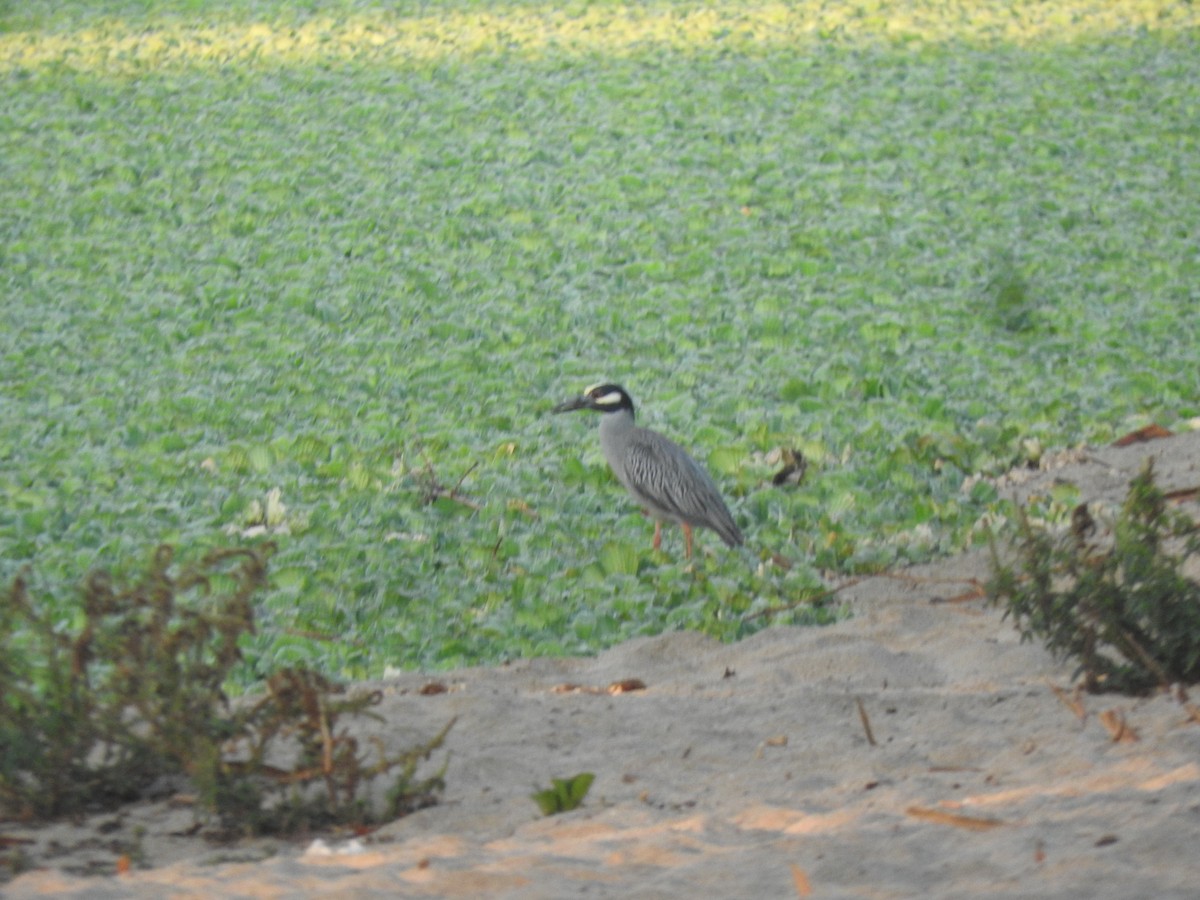 Yellow-crowned Night Heron - Luis  Morales