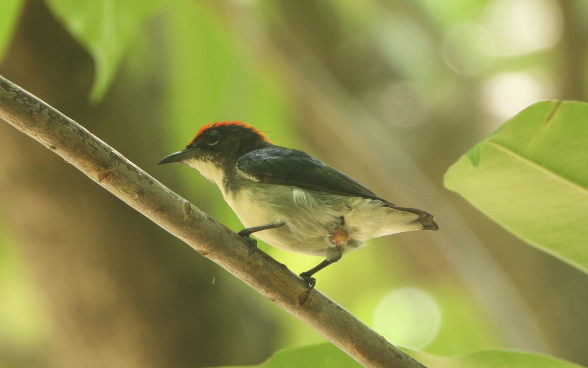 Scarlet-backed Flowerpecker - Alfred McLachlan-Karr