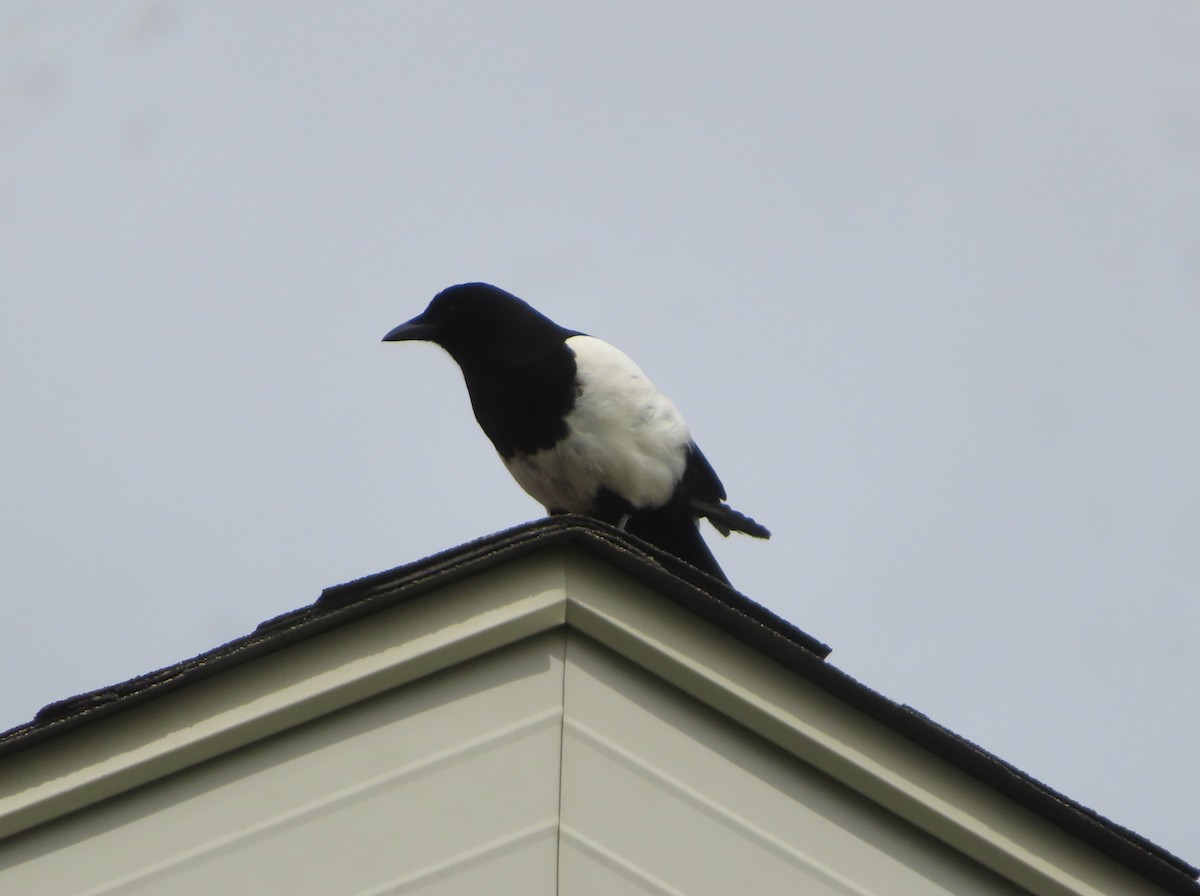 Black-billed Magpie - Violet Kosack