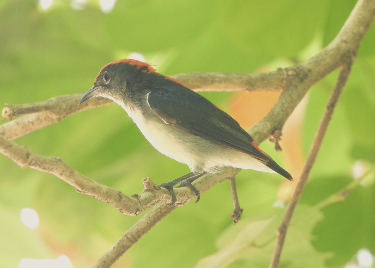 Scarlet-backed Flowerpecker - ML619605088