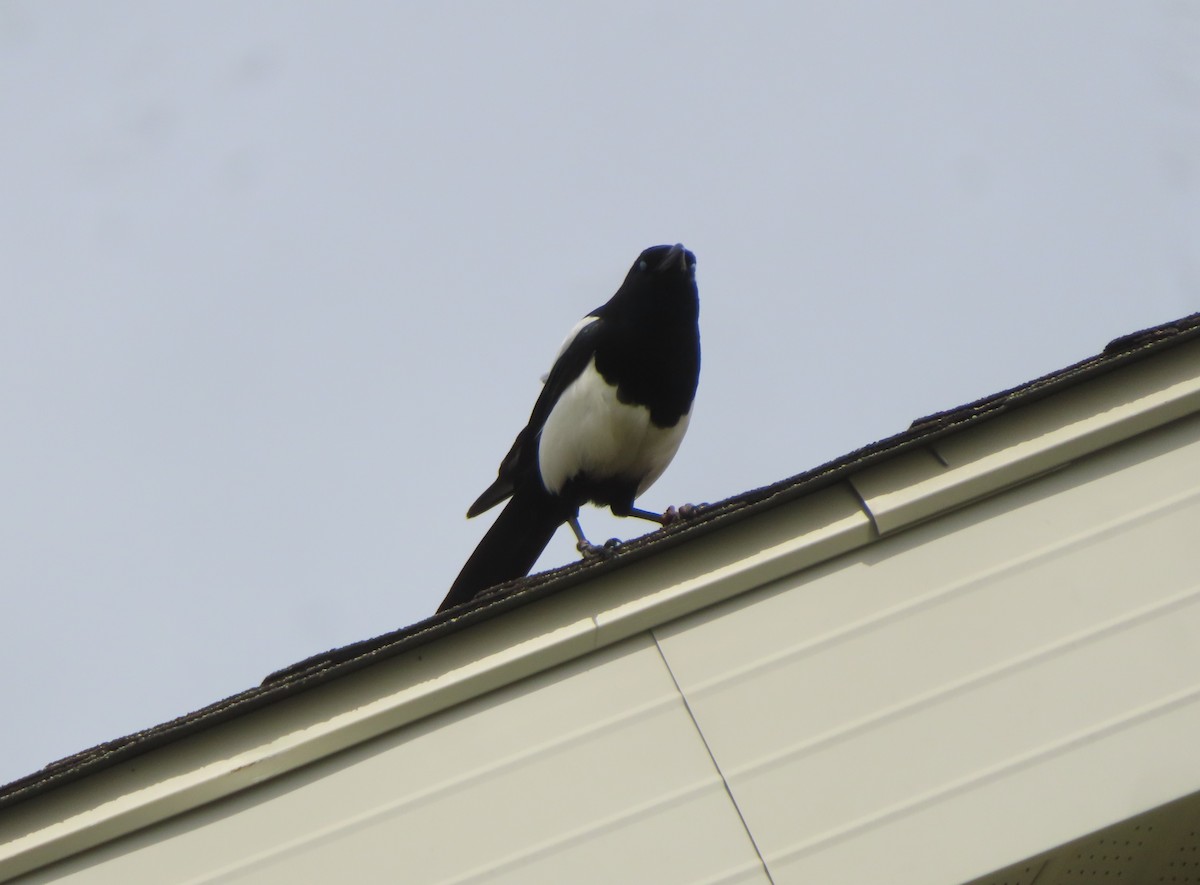 Black-billed Magpie - Violet Kosack