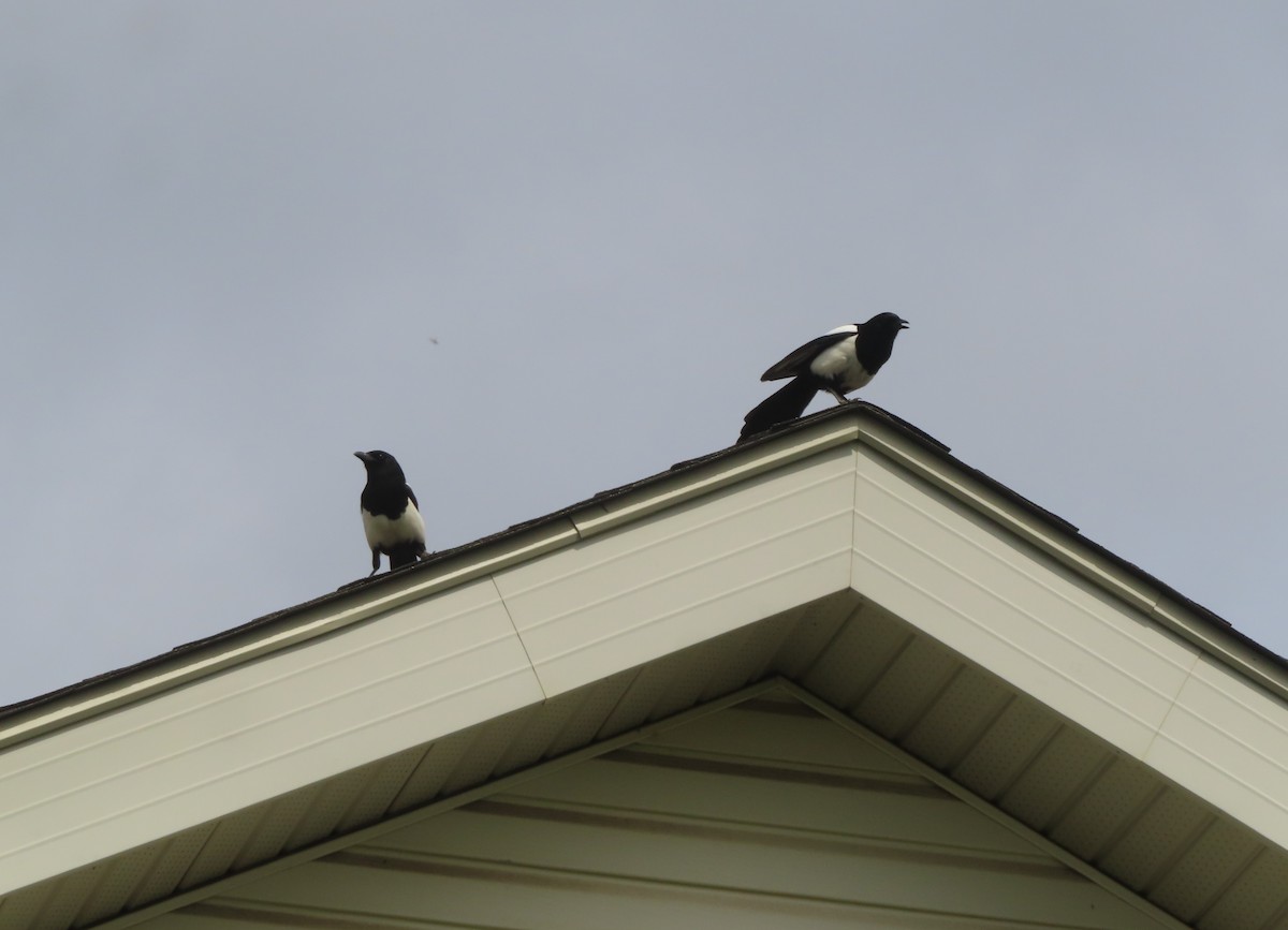 Black-billed Magpie - Violet Kosack