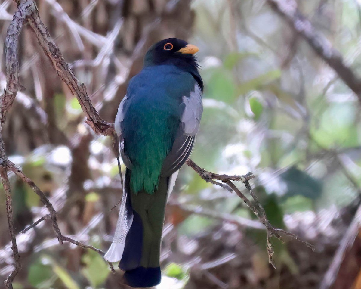 Elegant Trogon - Sue Smith