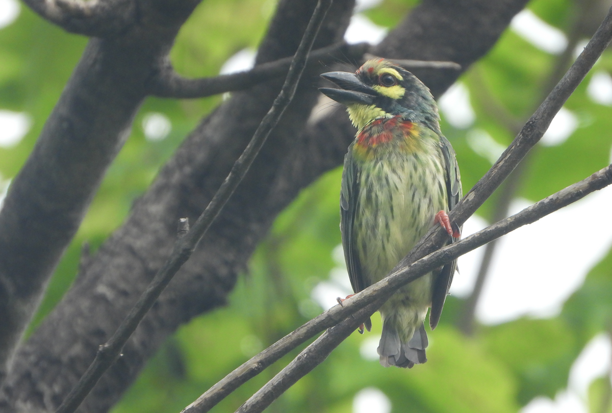 Coppersmith Barbet - Alfred McLachlan-Karr